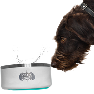 TOADFISH Non-Tipping Dog Bowl