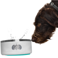 TOADFISH NON-TIPPING DOG BOWL